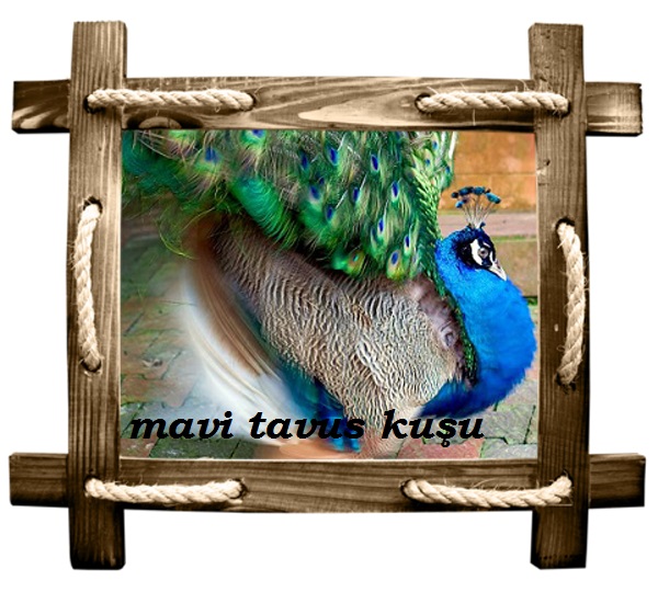 tavus copy