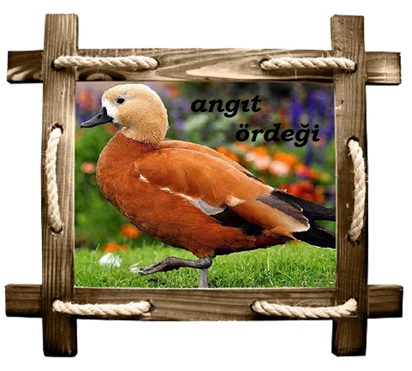 angıt copy