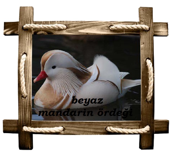 beyazmandarin copy