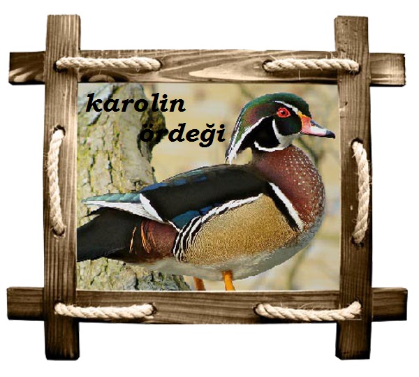 karolin copy