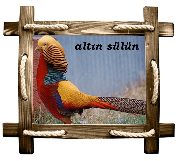 altın copy