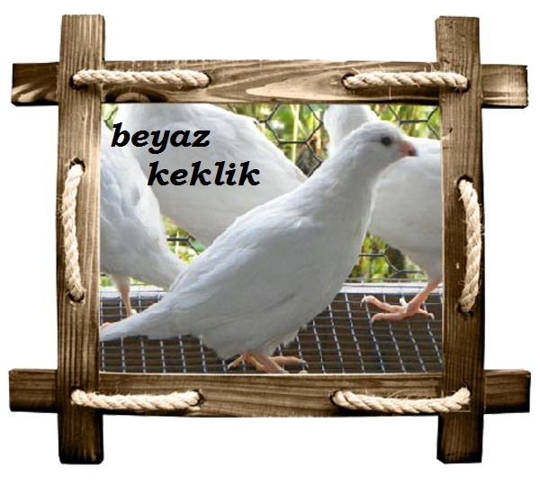 beyaz copy
