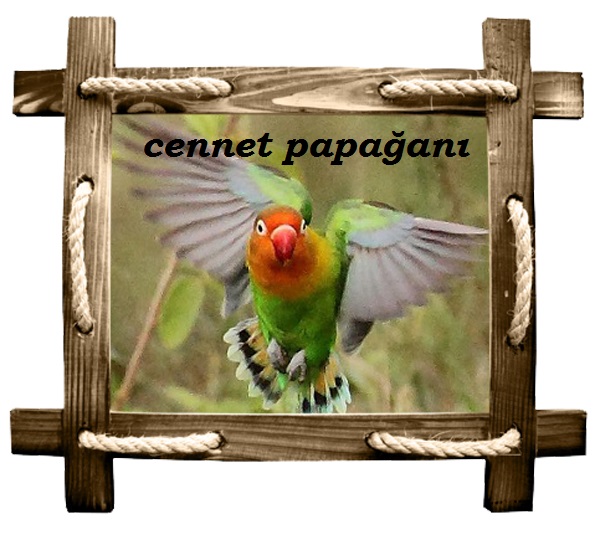 cennet copy