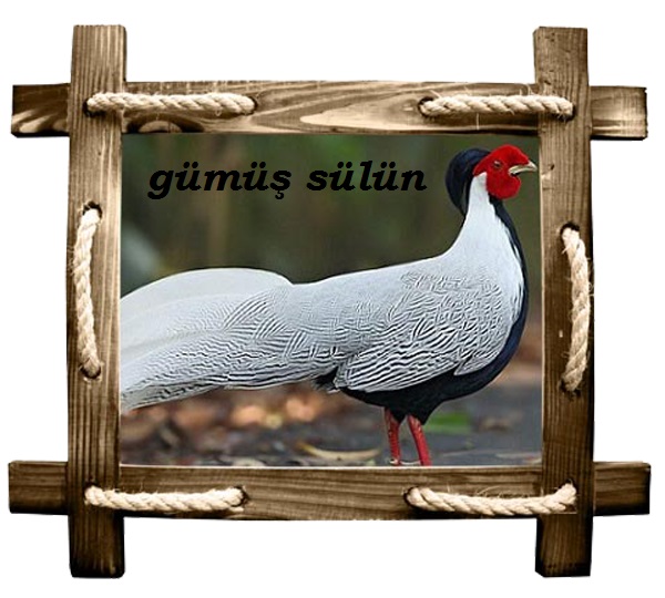 gümüş copy