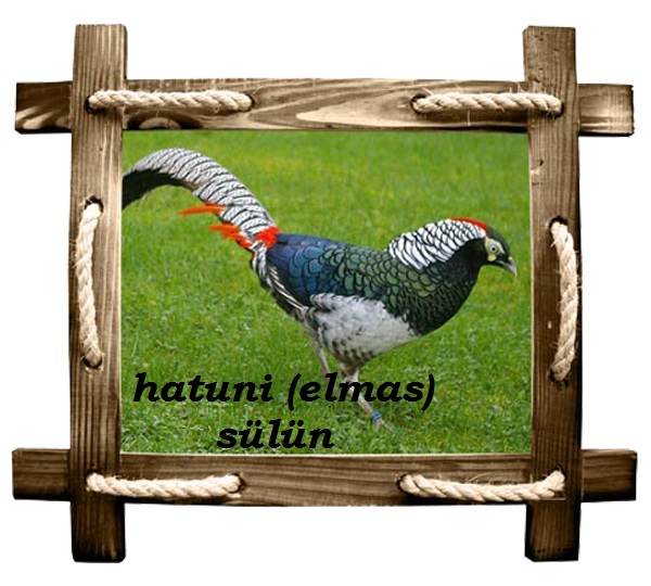 hatuni copy