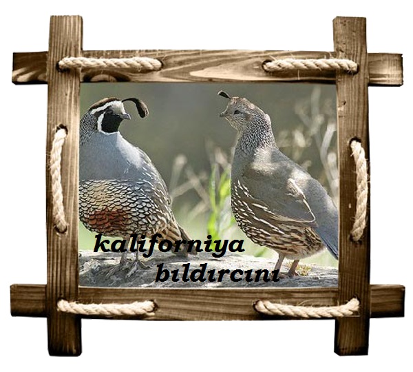 kaliforniya copy