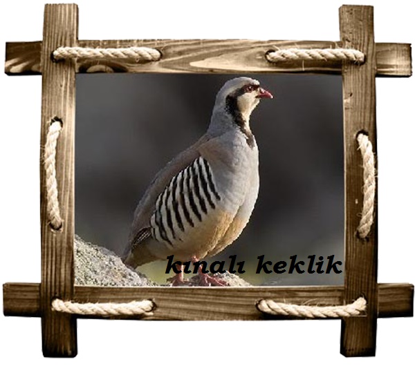 kınalı copy
