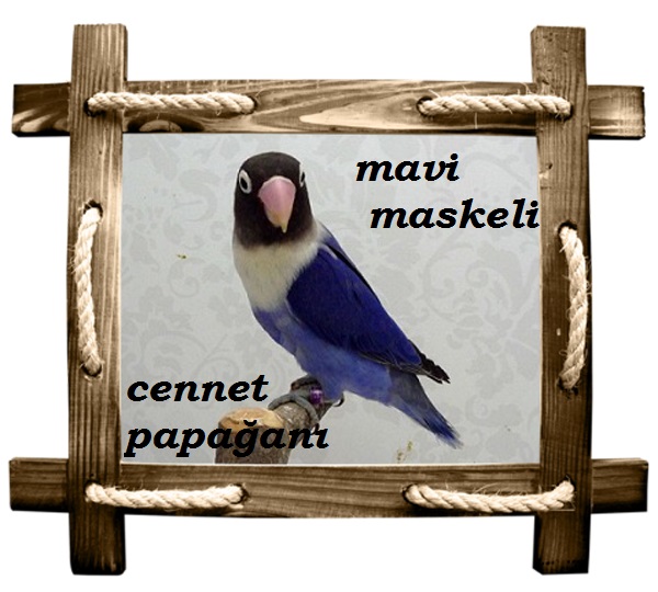mavimaskeli copy
