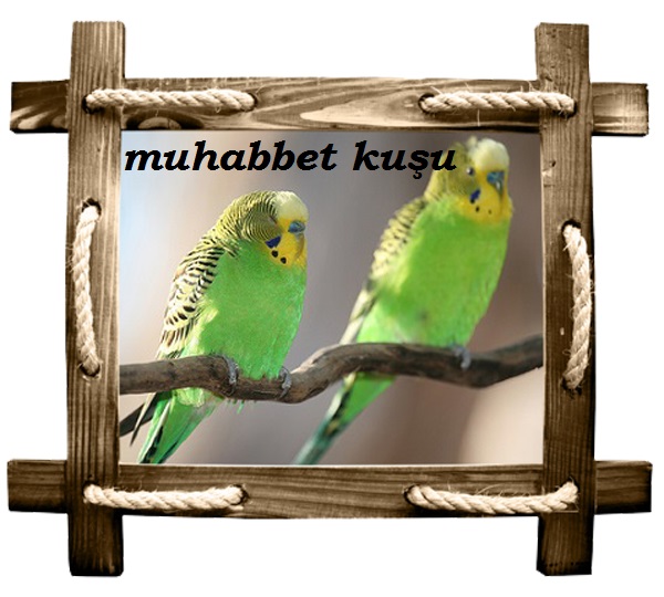 muhabbet copy