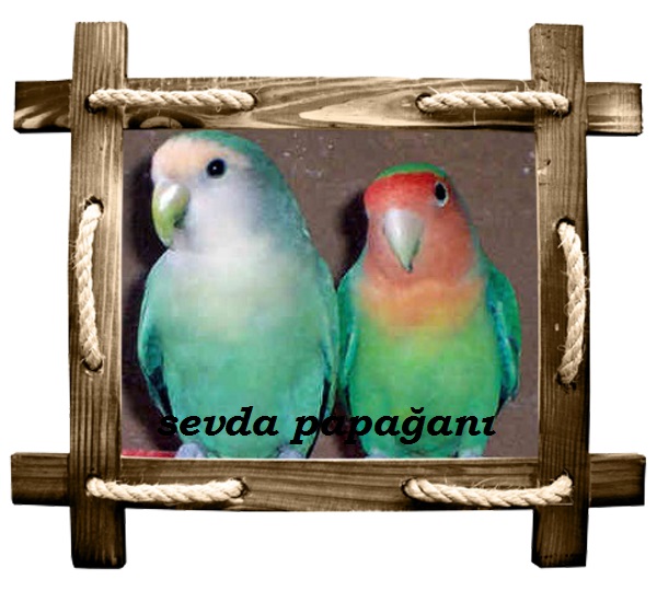 sevda copy