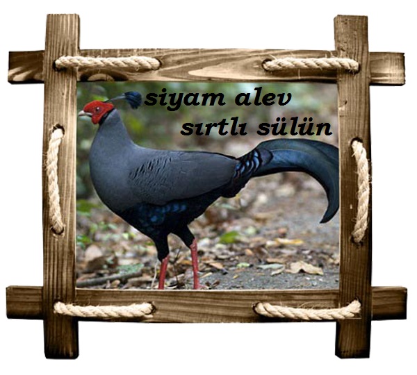 siyamalev copy