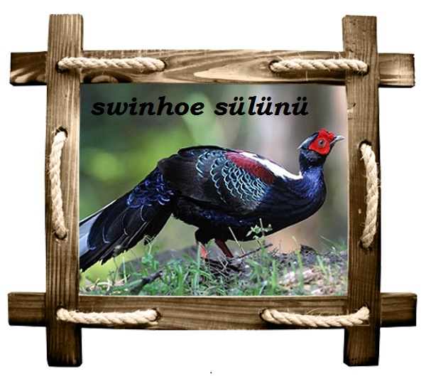 swinhoe copy