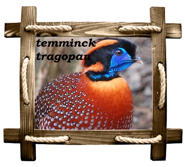 temminck copy