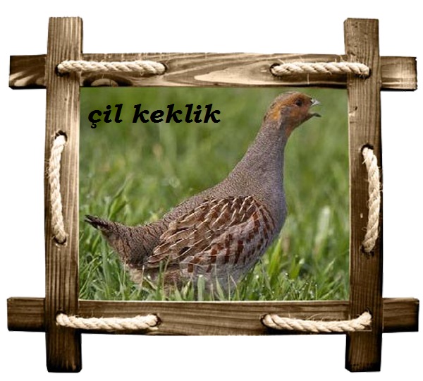 çil copy